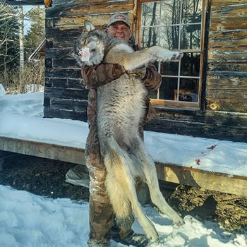 wolf-hunt02