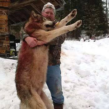 wolf-hunt04