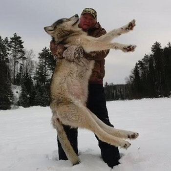 wolf-img-02
